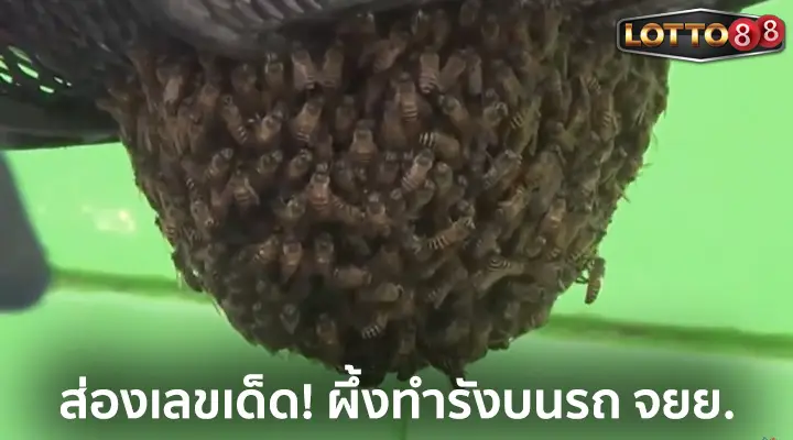 เลขเด็ดผึ้งทำรังหน้ารถ จยย.
