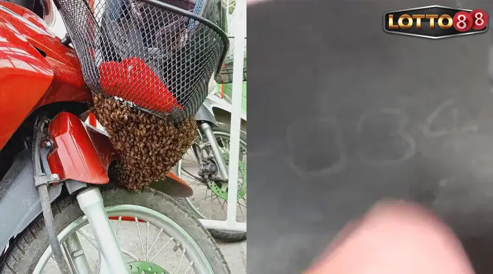 เลขทะเบียนผึ้งทำรังบนรถ
